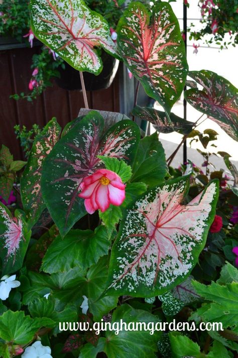 Caladium and Tuberous Begonia Shade Annuals, Growing Tulips, Tuberous Begonia, How To Jump, Dutch Gardens, Summer Flowering Bulbs, Shade Garden Plants, Lily Bulbs, Shade Flowers