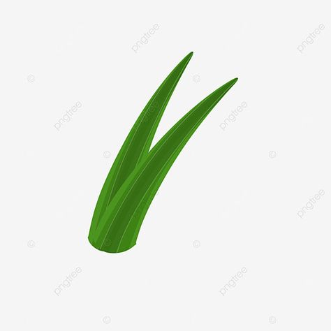 Pandan Leaf Illustration, Daun Pandan, Computer Design, Food Png, Leaves Illustration, Leaf Illustration, Fruit Wallpaper, Plant Photography, Leaf Background