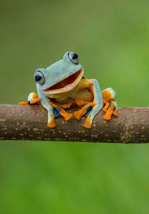 ♔ Grenouilles - Frogs Amazing Frog, Frog Pictures, Cute Reptiles, Funny Frogs, Trending Pins, Frog Art, A Frog, Creature Feature, Frog And Toad