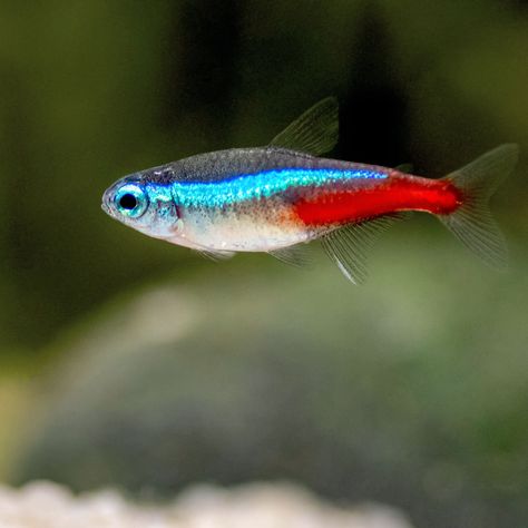 Fish For 10 Gallon Tank, White Cloud Minnow, Chili Rasbora, Neon Tetra Fish, Tetra Fish, Neon Tetra, Community Tanks, Fishing For Beginners, Home Aquarium