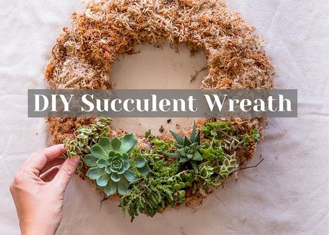 Easy to Make DIY Succulent Wreath - The Green Hub Diy Succulent Wreath, Byron Hinterland, Diy Dollar Tree Wreath, Succulent Christmas, Succulent Wreath Diy, Advent Wreath Diy, Dollar Tree Wreath, Christmas Wreath Diy, Stick Christmas Tree