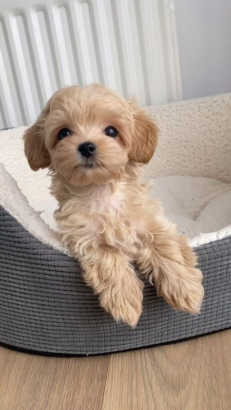 Maltipoo, Maltese, Poodle Teacup Puppies - MLA Pets | What are you doing??👀🐾🐶 #whatareyoudoing #takingpicture #doglover #doglovers #cutnessoverload #cutepetclub #toomuchcuteness #toocute… | Instagram Teacup Maltipoo Puppy, Poodle Teacup, Teacup Maltipoo, Teacup Poodles, Cute Fluffy Puppies, Dream Puppy, Animals Rescue, Dogs Images, Terrifying Stories