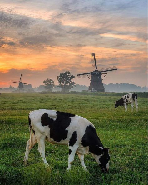 Dutch Countryside, Dutch Farms, Cow Pasture, Beautiful Dogs Photos, Farm Lifestyle, Madding Crowd, Cow Pictures, Dutch Windmills, Cow Painting