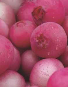 Pink Blueberry, Pink Lemonade Blueberry, Blueberry Plant, Fruit Picture, Homestead Gardens, Healthy Garden, Fruit Plants, Fruit Garden, Pink Lemonade