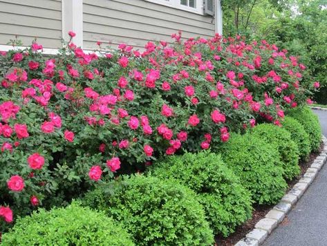 Roses Landscaping, Tennessee Gardening, Front Yard Hedges, Georgia Gardening, Landscape Front Yard, Pruning Trees, Seattle Garden, Rose Pruning, Georgia Garden