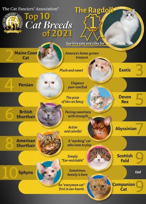 Cat Breeds List, Most Popular Cat Breeds, Several Cat, Rare Cat Breeds, Popular Cat Breeds, Cat Tie, Devon Rex Cats, Rare Cats, Rex Cat