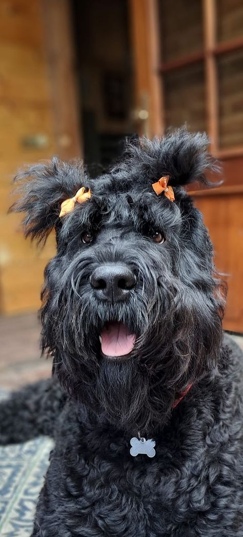 Black Russian Terrier Appreciation | Today Kingsday in holland with Roxy 🥰 | Facebook Russian Terrier, Old Man Fashion, Black Russian Terrier, Black Russian, Animal References, Dream Dog, Man Fashion, Working Dogs, Old Men