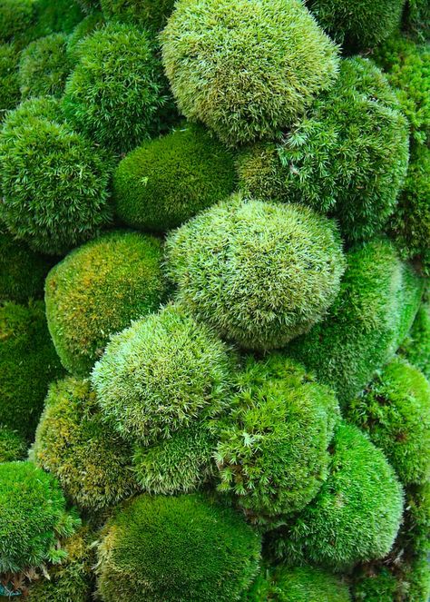 Mos Wand, Moss Growing, Lichen Moss, Moss Garden, Moss Wall, Chelsea Flower, Chelsea Flower Show, Paradise On Earth, Alam Yang Indah