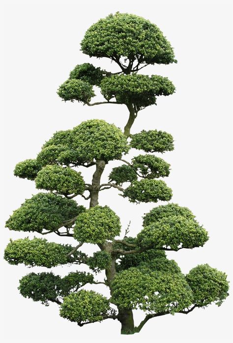 Cloud Pruning, Tree Photoshop, Cloud Tree, Natural Form Art, Landscape Design Drawings, Photoshop Rendering, Tree Plan, Iphone Wallpaper Vsco, Japanese Tree