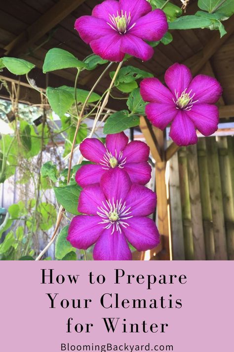 Overwinter your clematis Growing Clematis, Clematis Care, Clematis Trellis, Flower Bushes, Clematis Varieties, Monarch Butterfly Garden, Plants Vines, Butterfly Garden Plants, Porch Enclosures