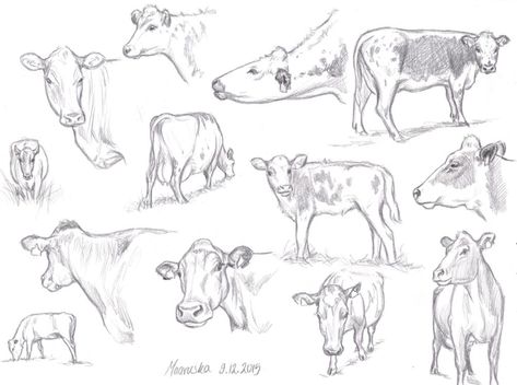 Cow Sketches Pencil, Cow Anatomy Drawing, Longhorn Cow Drawing, Cow Reference Drawing, Cows Reference, How To Draw Cows, Cow Drawing Sketch, Cow Drawing Reference, Cow Pencil Sketch