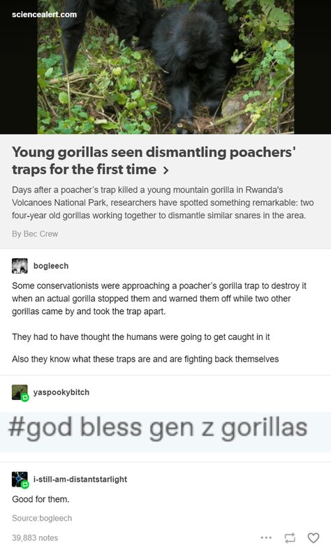 Golden Posts From Deep In The Tumblr Mine Mountain Gorilla, Animal Facts, The More You Know, Animal Memes, Tumblr Funny, Tumblr Posts, Cute Funny Animals, In The Woods, Make Me Smile