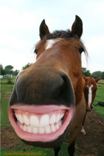 Funny Cringe Photos, Funny Horse Pics, Goofy Horse, Silly Horse, Equestrian Funny, Horse Smiling, Laughing Horse, Horse Meme, Horse Background