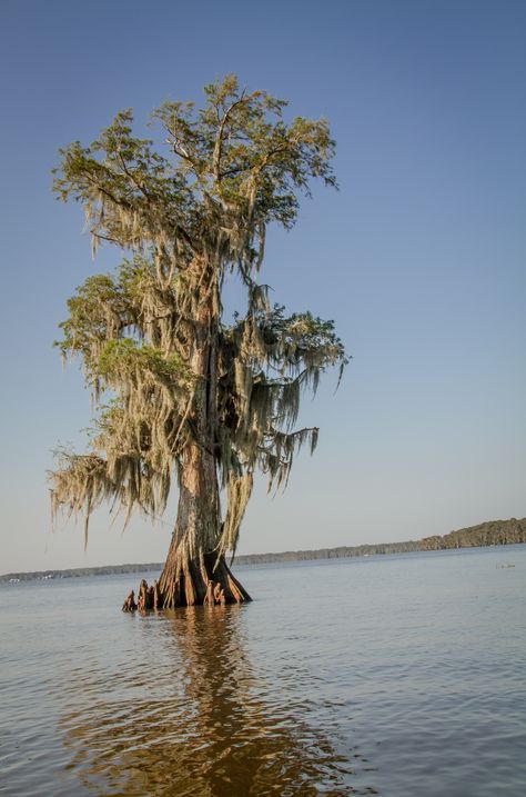 Louisiana Photography, Lone Cypress, Louisiana Swamp, Bald Cypress, Cypress Trees, Digital Download Etsy, Louisiana, Printing Services, Digital Download