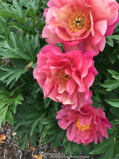 Itoh Peony, Itoh Peonies, Tree Peony, Sun Perennials, Peony Painting, Peonies Garden, Nature Garden, Exotic Flowers, Beautiful Blooms