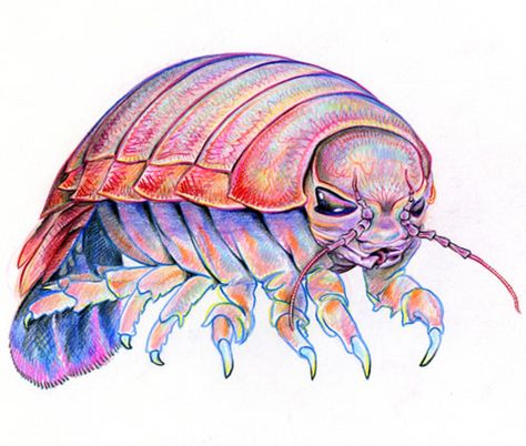 Art illustration - Oceans & Seas - Giant Isopod: (Bathynomus giganteus) could be approximately 20 species of large isopods, considered one of the oldest species in the Atlantic Ocean. You can have a length of fifty centimeters, it exhibits a chitinous exoskeleton segmented into head, thorax and abdomen. It has paired appendages and antennae and compound eyes like those of terrestrial insects. He has no known predators and lives in barren pelagic environments previously considered uninhabitable. Isopod Drawing, Bathynomus Giganteus, Giant Isopod, Aquatic Art, Hunger Strike, Bing Bong, Aquatic Creatures, Aquatic Life, Scientific Illustration