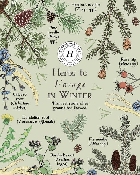 Your Guide to Winter Foraging | Herbal Academy | We're inviting you out into the quiet world and beckoning you away from your snug nest to go with us on a winter foraging journey. The Herbal Academy, Winter Herbalism, Pnw Foraging, Foraging Uk, Foraging Aesthetic, Herbalism Aesthetic, Foraging For Beginners, Winter Foraging, Winter Herbs