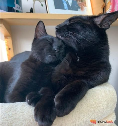 Long Haired Black Kitten, Siamese And Black Cat, Black Cats Cuddling, 2 Black Cats, Two Black Cats, Black Cat Aesthetic, Black Kitten, Cute Black Cats