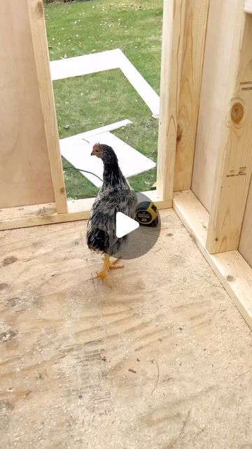 HomeDIY on Instagram: "DIY chicken coop. Plans and longer video are up for anyone interested. https://linktr.ee/SDOTDIY. #chickencoop #coop #diychickencoop #diy #diyproject #backyardchickens #homestead #backyardbuilds #howto #tutorial" Chicken Coupe Diy Plans, Small Chicken Coop Diy, Diy Chicken Coop Ideas Easy Cheap, Small Chicken Coop Ideas, Chicken Coop Designs Diy Cheap, Easy Diy Chicken Coop Plans, Chicken House Ideas, Easy Diy Chicken Coop, Chicken Coop Designs Diy