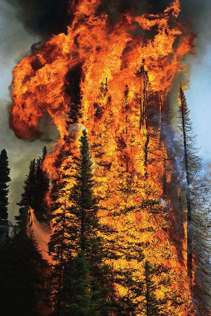 Forest Fire by Opticoverload, via Flickr Burning House, Wow Photo, Wildland Fire, Wildland Firefighter, Fire Photography, Pastel Sec, Fire Burning, Wild Fire, Forest Fire