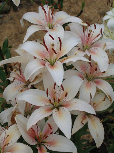 Stargazer Lillies -- the Lily Nook - Neepawa, Manitoba by scrapshot, via Flickr Stargazer Lilly, Beautiful Lilies, Lilium Flower, Lily Seeds, Seed Pots, Lily Bulbs, Bonsai Flower, Stargazer Lily, Flower Therapy