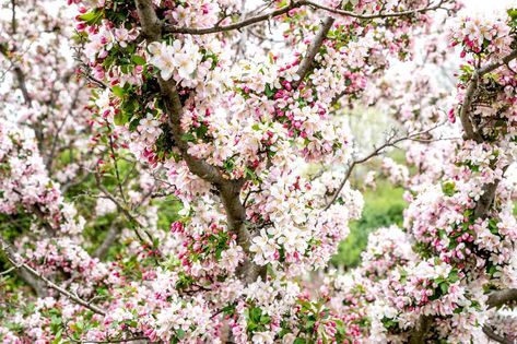 Crabapple Tree Landscaping, Saucer Magnolia Tree, Flowering Crabapple Tree, Tree Landscaping, Flowering Crabapple, Patio Trees, Tree Growth, Crabapple Tree, Organic Soil