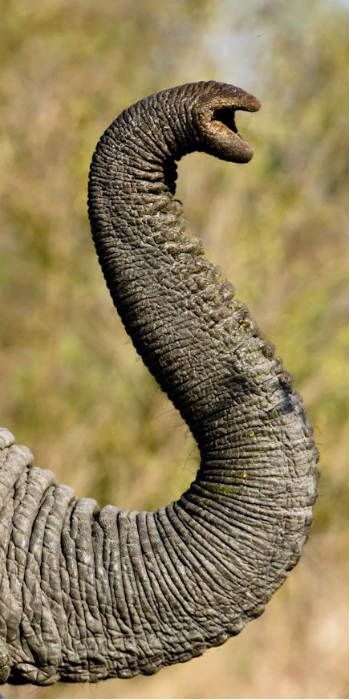 Elephant Trunk Up, Elephant Photography, Elephant Wallpaper, Elephants Photos, Elephant Drawing, Elephant Trunk, Elephant Sculpture, Save The Elephants, Asian Elephant