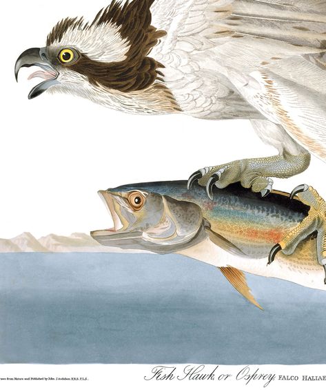 Fish Hawk, or Osprey | Audubon Bird Mural, Painting Purple, Audubon Birds, Winter Birds, Wild Art, James Audubon, Research Images, Historical Artwork, Birds Of America