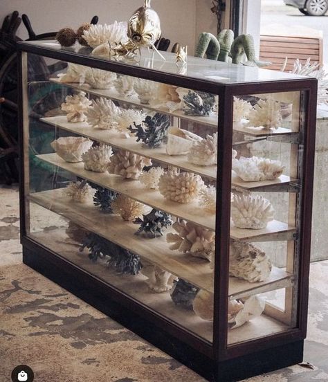 Fossil Display Case, Brand Attributes, Shell Cabinet, Tropical British Colonial, Seashell Display, Pine Cabin, Shell Display, Shell Yeah, Old Cabinets