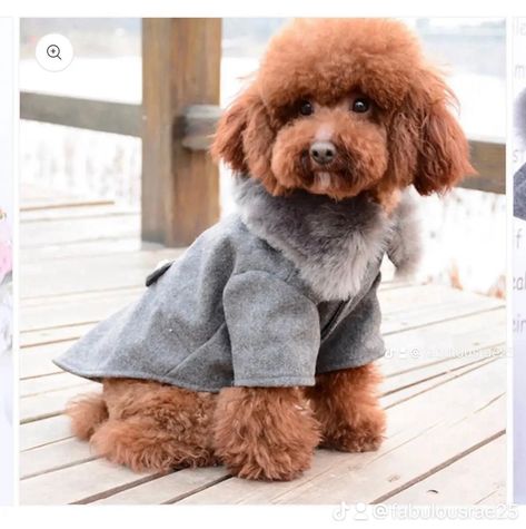 Dog Winter Clothes, Fur Collar Jacket, Puppy Clothes, Dog Collars & Leashes, Winter Dog, Collar Jacket, Pet Cat, Medium Dogs, Dog Coats