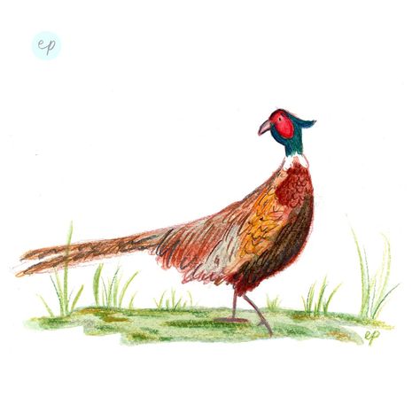 Pheasant Illustration, Secret Forest, Watercolor Art Lessons, Pheasant, Diy Cards, Watercolor Illustration, The Snow, Art Lessons, Easy Drawings