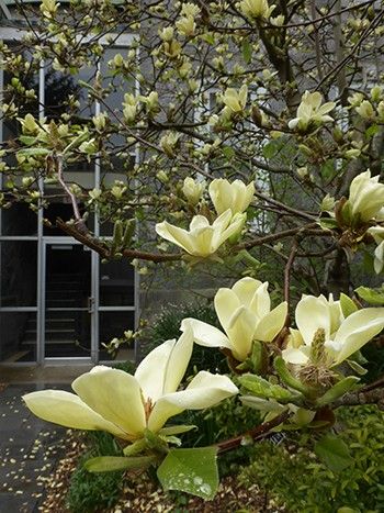 Yellow Magnolias | Scott Arboretum Magnolia Tree Landscaping, Yellow Magnolia, Tulip Magnolia, Magnolia Green, Flowers Last Longer, Yellow Lantern, Side Yard Landscaping, Pink Dogwood, Orange Tulips