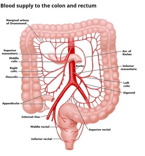 Blood Supply to the colon and rectum Intestines Anatomy, Body Chart, Health Facts Fitness, Basic Anatomy And Physiology, Medical Surgical Nursing, Nursing School Survival, Sleep Medicine, Human Body Anatomy, Biology Lessons