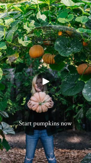 Pumpkin Archway Diy, Diy Pumpkin Arch, Archway Diy, Pumpkin Archway, Pumpkin Arch, Hammock Diy, Pumpkin Varieties, Diy Pumpkins, Planting Pumpkins