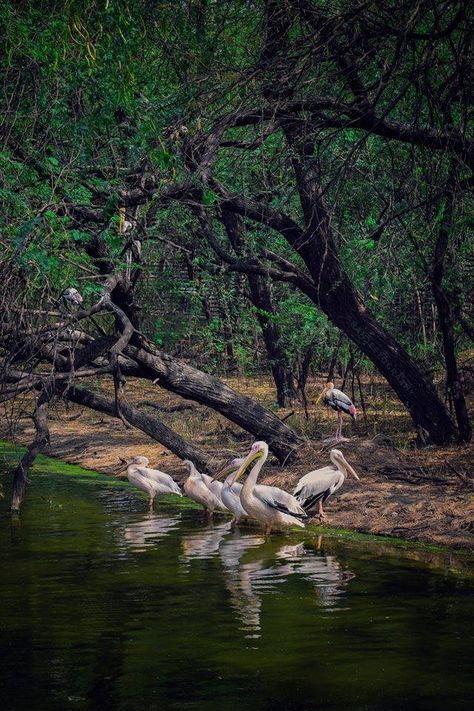 Vedanthangal bird sanctuary near Chennai. Bird Sanctuary Ideas, Models Architecture, Horoscope Tattoos, Concept Models Architecture, Bird Sanctuary, Arunachal Pradesh, Most Beautiful Birds, Wildlife Sanctuary, Photo Tree