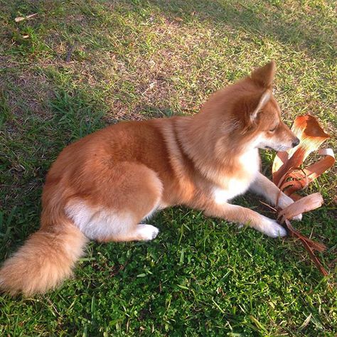 Pomeranian-Husky Mix | Mya | Dave Lasio in South Florida | https://www.instagram.com/myathepomsky/ Pomsky Dog, Pomeranian Husky, Daisy Dog, Fox Dog, Gorgeous Cats, Husky Mix, Pet Fox, Pretty Dogs, Pomeranian Dog