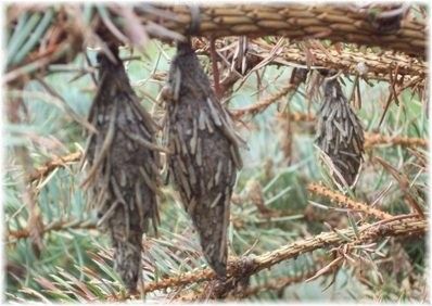 Bagworm Bags Bag Worms How To Get Rid Of, Bag Worms, Harmful Insects, Homemade Bags, Organic Pesticide, Home Improvement Ideas, Bald Cypress, Rooms Design, Scary Things