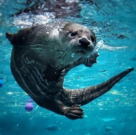 Otter Underwater, Best Swimmer, Sea Otters, River Otter, Water Animals, Sea Otter, Under Water, Ap Art, Blue Hour