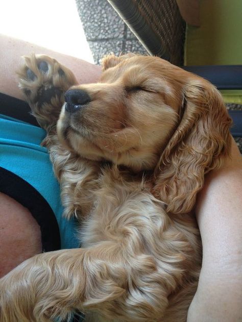 14 Lovely Pictures Of Sleeping Cocker Spaniels | Page 2 of 3 | PetPress Golden Cocker, Golden Cocker Spaniel, Spaniel Breeds, Lovely Pictures, American Cocker Spaniel, Cocker Spaniel Puppies, Cocker Spaniel Dog, English Cocker, English Cocker Spaniel