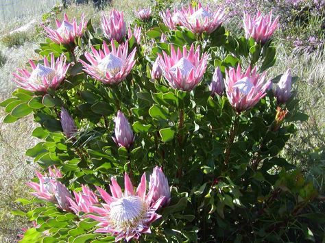 Protea cynaroides – King Protea - See more at: http://worldoffloweringplants.com/protea-cynaroides-king-protea-giant-protea Protea Plant, Australian Native Garden, King Protea, Plant Zones, Protea Flower, Australian Native Plants, Native Garden, Flower Farm, Front Garden