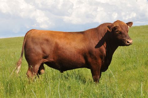 Red Angus | Fischer Red Angus Sire Information Red Angus Cattle, Red Angus Cows, Braford Cattle, Angus Bull Silhouette, Shorthorn Cattle, Angus Cow Painting, Black Angus Painting, Angus Cows, Cow Breeds