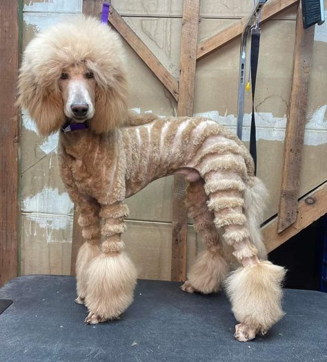 Long Poodle Haircut, Doodle Lion Haircut, Fancy Poodle Haircut, Cute Poodle Haircut, Types Of Poodle Haircuts, Male Poodle Haircut Styles, Mini Poodle Haircut Styles, Standard Poodle Haircut Styles, Standard Poodle Teddy Bear