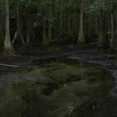 Swamp Aesthetic, Southern Gothic Aesthetic, Louisiana Bayou, Starting A Garden, Southern Gothic, Visual Aesthetics, Gothic Aesthetic, Nature Aesthetic, Green Aesthetic