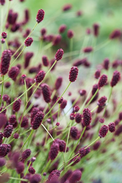 Sanguisorba Officinalis, Phoenix Photo, Gardens Illustrated, Herbaceous Border, Stand Up Comedians, Hardy Perennials, Hardy Plants, Back Gardens, Flower Farm