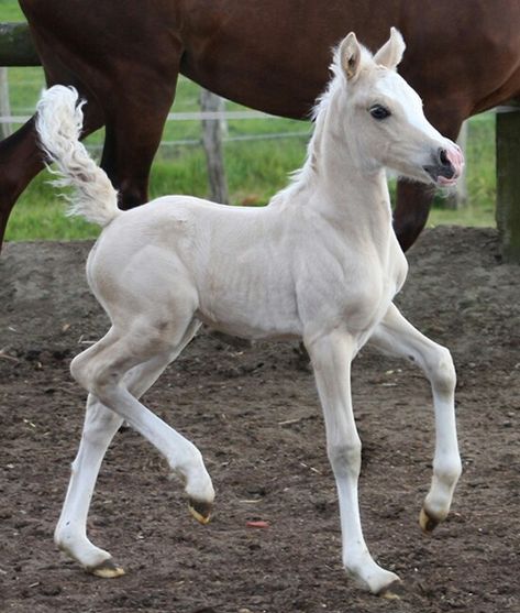 Prancing foal / arvalon.de Horse Refrence Pose, Horse Foals Aesthetic, Prancing Horse, Horse Prancing, Horse Full Body Photo, Foal Reference, Foal Horse, Horses Poses, Horse Foal