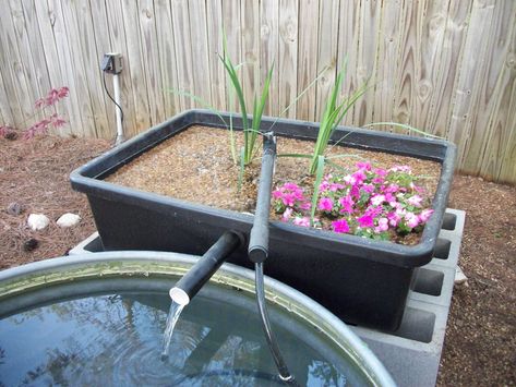 Bog filter build - Aquarium Advice - Aquarium Forum Community Pond Filter Diy, Bog Filter, Koi Pond Backyard, Fish Ponds Backyard, Small Backyard Ponds, Ponds For Small Gardens, Grey Water System, Fish Pond Gardens, Bog Plants