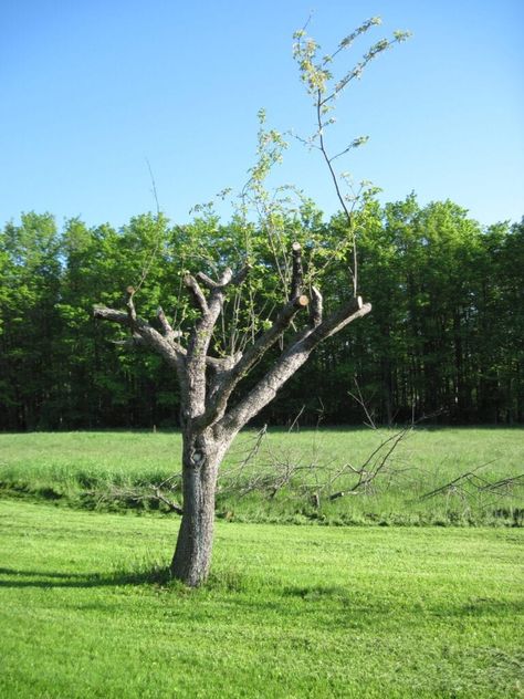 Old Apple Tree, Apple Tree Care, Pruning Apple Trees, Hammock Area, Yard Trees, Pruning Shrubs, Urban Forestry, Prune Fruit, Food Forest Garden