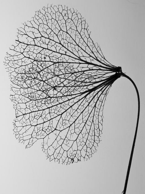 https://flic.kr/p/8MX2xn | All that is gone | The skeletal remains of a Hydrangea petal. Hoogezand, The Netherlands. White Photo, A Black, Black And White, White, Black