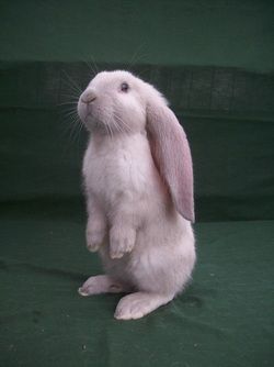 Long Eared Rabbit, English Lop Bunny, Bunnies Pictures, English Lop Rabbit, Lop Eared Rabbit, English Lop, English Angora, Baby Rabbits, Lop Eared Bunny