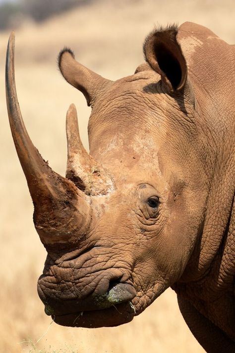 Rhino Facts, African Animals Photography, South African Animals, Head Photography, African Rhino, White Rhinoceros, Regard Animal, Animal Studies, Animal Photography Wildlife